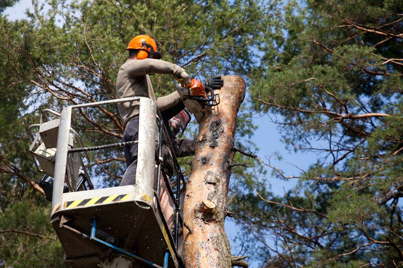 Quel est le tarif d'un élagueur ? Beaufort-en-Anjou