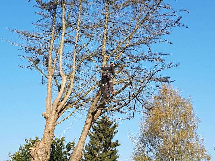 Élagage d'arbres Angers