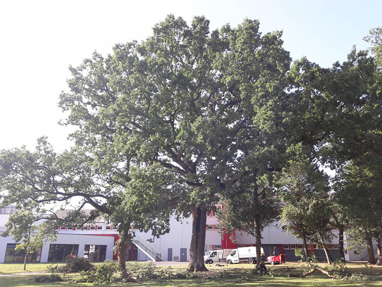 Élagage d'arbres