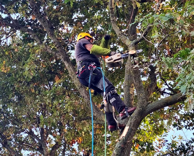 Abattage difficile Beaufort-en-Anjou