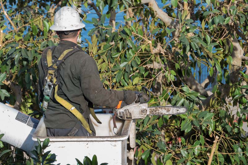 Quel mois pour élaguer les arbres ? Beaufort-en-Anjou