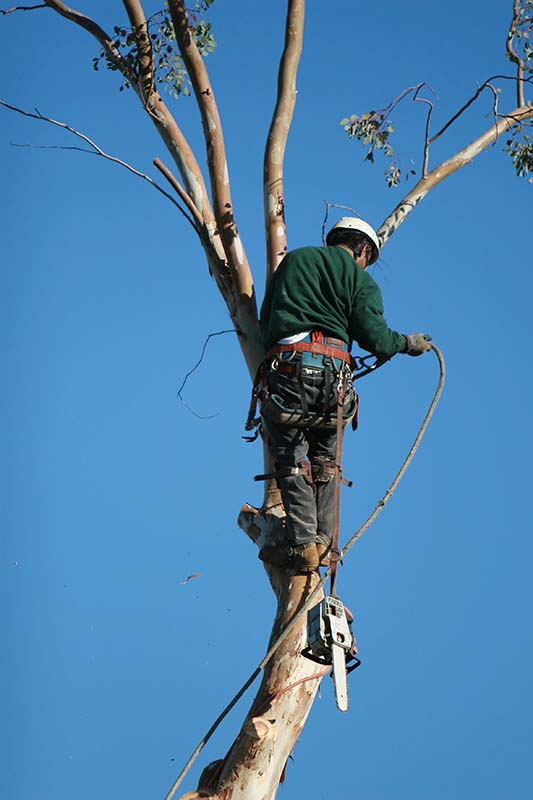 Quel prix pour élaguer un arbre ? Beaufort-en-Anjou