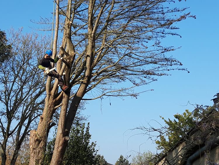 c84a725a0858.jpg Quels sont les signes qu'un arbre a besoin d'élagage, Beaufort-en-Anjou