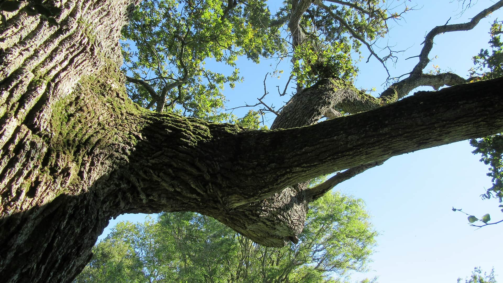 Élagage d’arbres Beaufort-en-Anjou